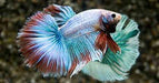 Betta Halfmoon Man