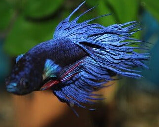 Betta Splendens Crowntail Man Aquariumwinkel