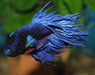 Betta Splendens Crowntail Man Aquariumwinkel
