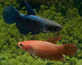 Betta Splendens Vrouw