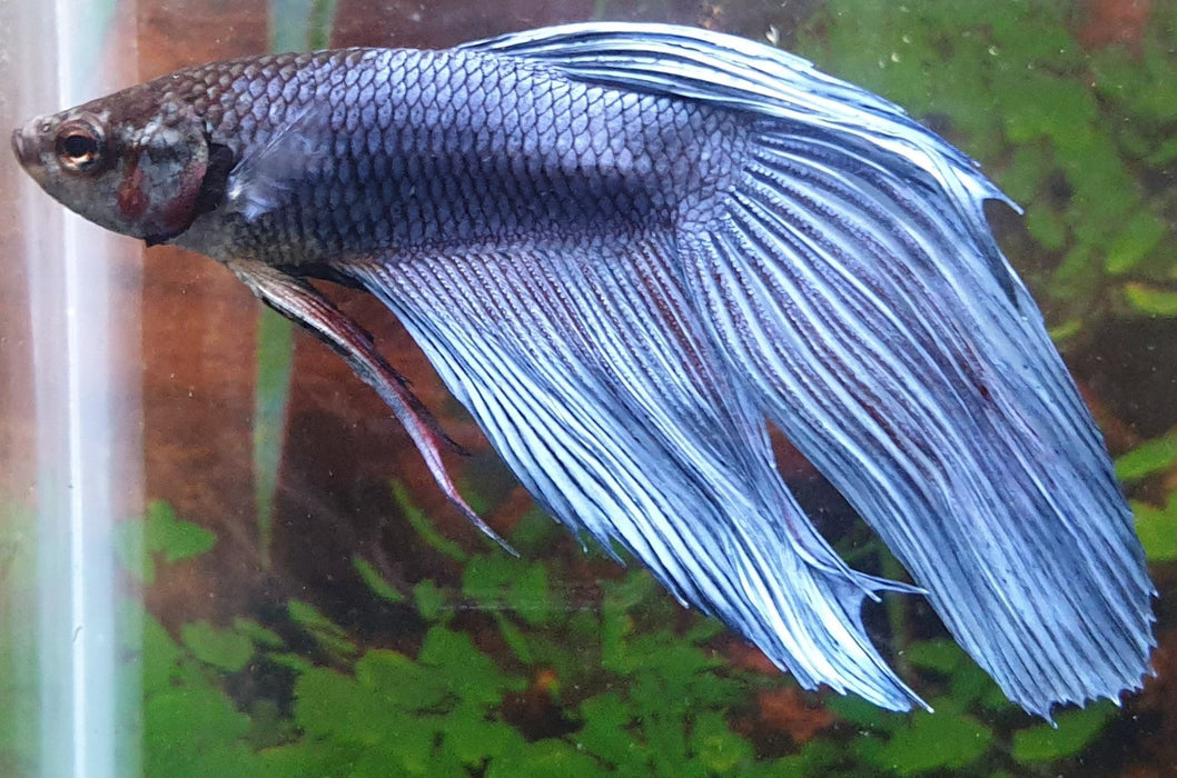 Betta Splendens Man Blauw