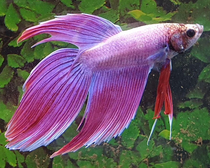 Betta Splendens Man Paars