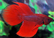 Betta Splendens Man Rood