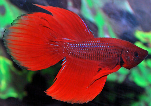 Betta Splendens Man Rood