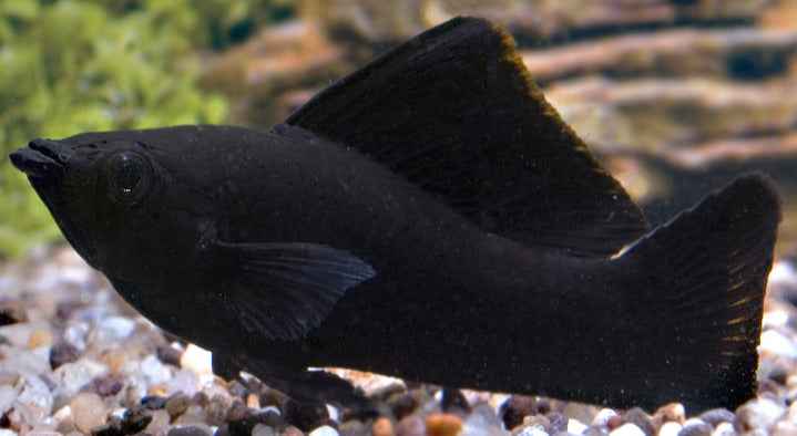 Black Molly