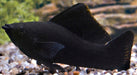 Black Molly - Poecilia Sphenops - Aquariumvissen - Aquariumwinkel