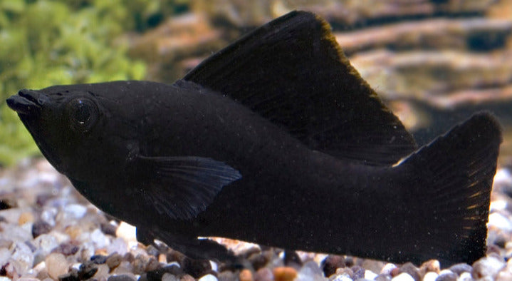 Black Molly - Poecilia Sphenops - Aquariumvissen - Aquariumwinkel