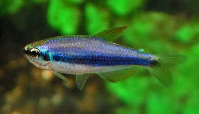 Blauwe Koningszalm