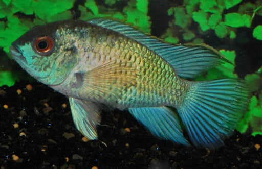 Andinoacara Pulcher - Blauwe Acara Electric Blue
