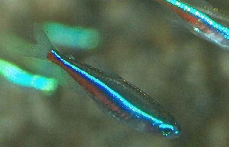 Blauwe Neon Tetra