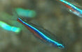 Blauwe Neon Tetra -Paracheirodon Simulans - Aquarium
