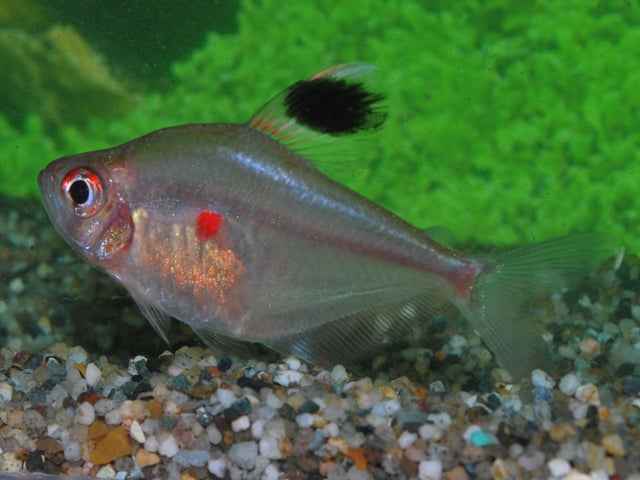 Bloedvlek Tetra