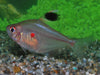 Bloedvlek Tetra - Hyphessobrycon Erythrostigma - Aquariumvissen