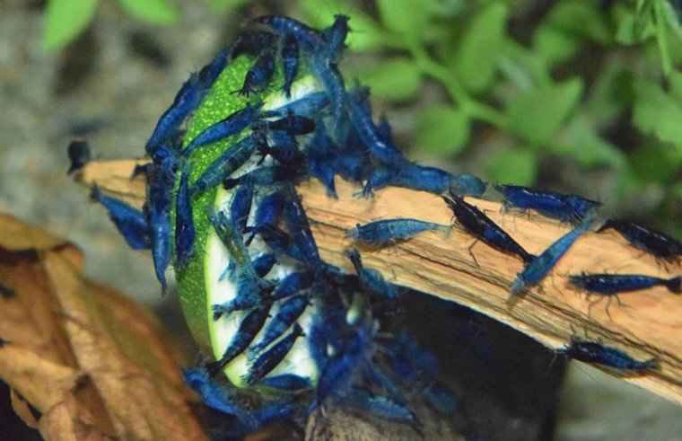 Blue Velvet garnaal