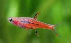 Muskiet Rasbora