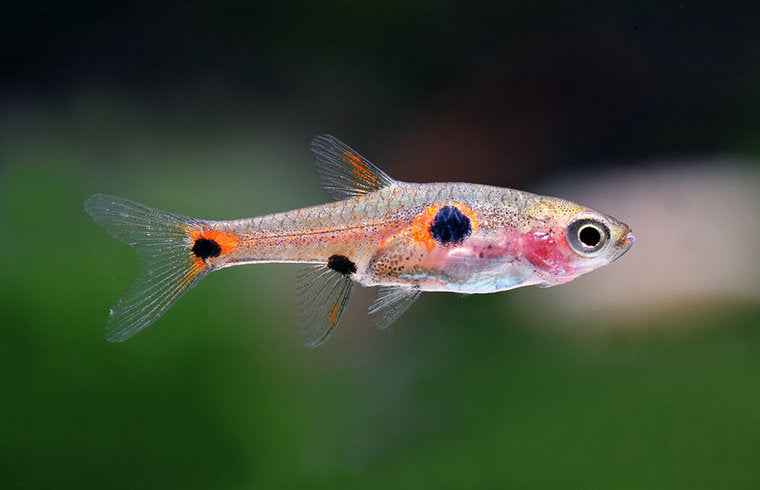 Boraras Maculatus - Dwerg Rasbora