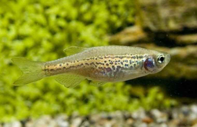 Luipaarddanio Longfin