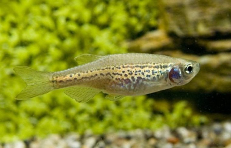 Luipaarddanio Longfin Aquariumwinkel