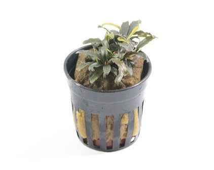 Bucephalandra Caterina
