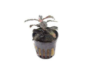 Bucephalandra Godzilla