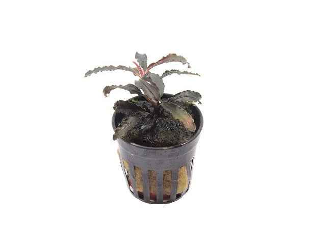 Bucephalandra Godzilla