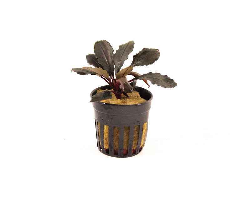 Bucephalandra Red Central