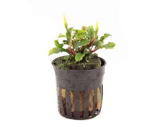 Bucephalandra Sintang