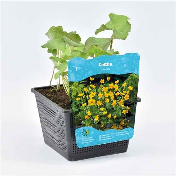 Caltha Palustris 18x18