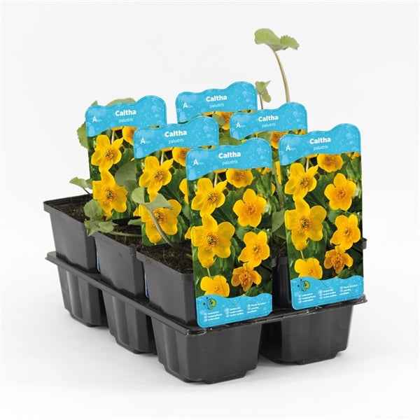 Caltha Palustris 9x9