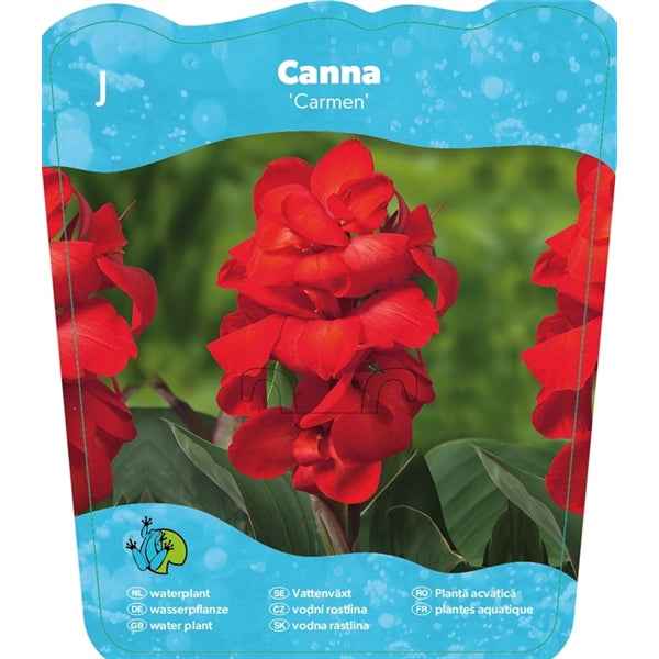 Canna 'Carmen' 18x18
