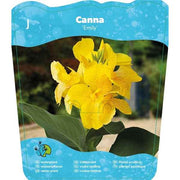 Canna 'Emily' 18x18