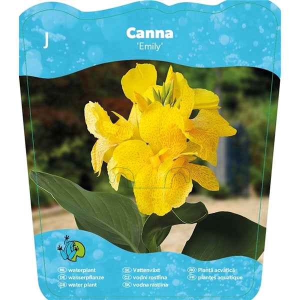 Canna 'Emily' 18x18