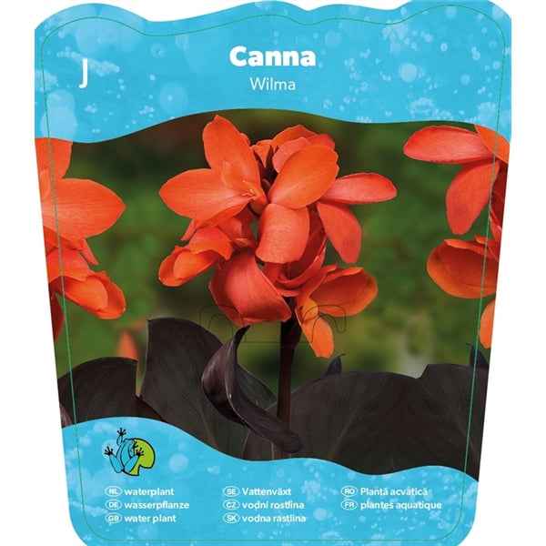 Canna 'Wilma' 18x18