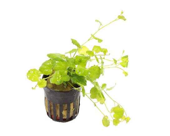 Cardamine Lyrata