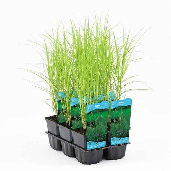 Carex Muskingumensis