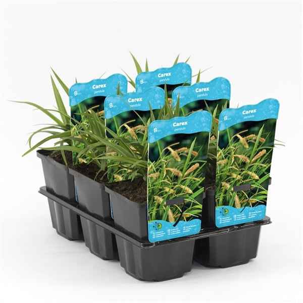 Carex Pendula 9x9
