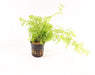 Ceratopteris Thalictroides - Aquascape - Aquariumplanten