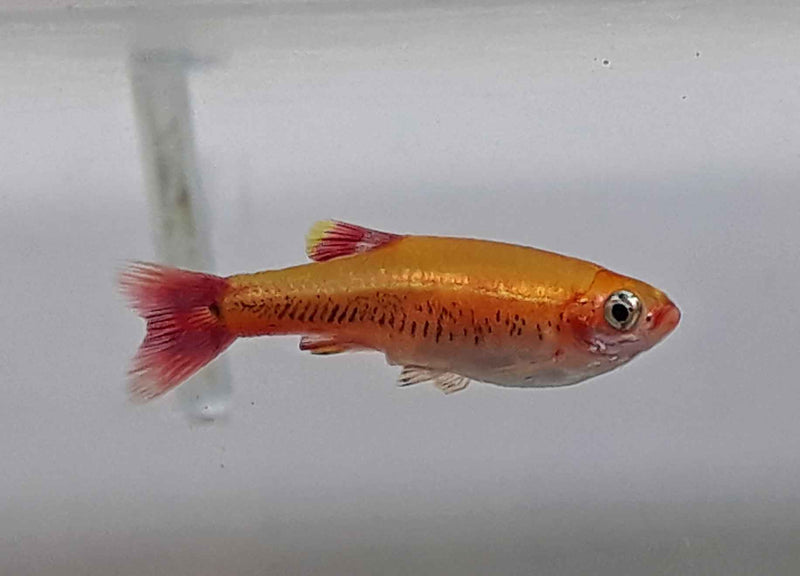 Chinese Danio Goud