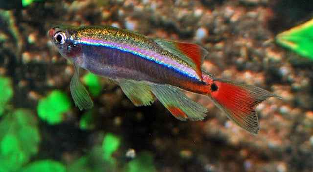 Chinese Danio Sluier