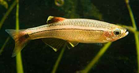Chinese Danio