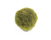 Chladophora Aegagropphila - Mosbol