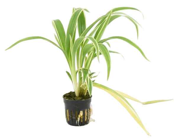 Chlorophytum Bichetii