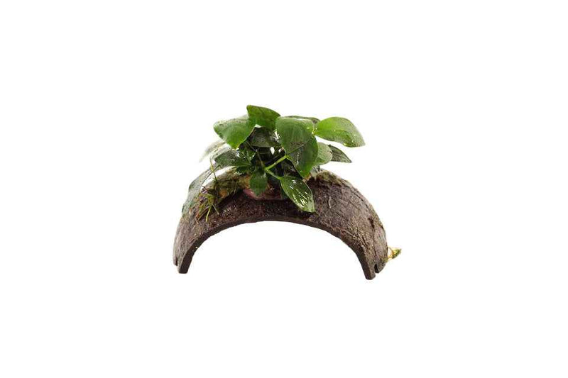 Cocosnootarmband met Anubias