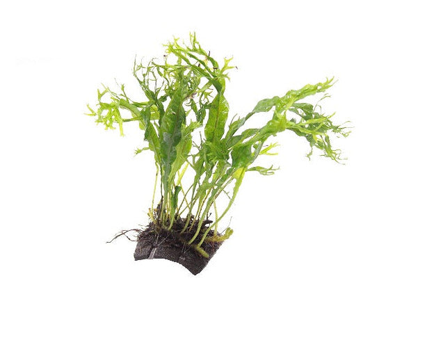 Cocosplaatje met Microsorum Specie Aquariumplanten - Aquascape