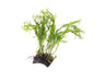 Cocosplaatje met Microsorum Specie Aquariumplanten - Aquascape