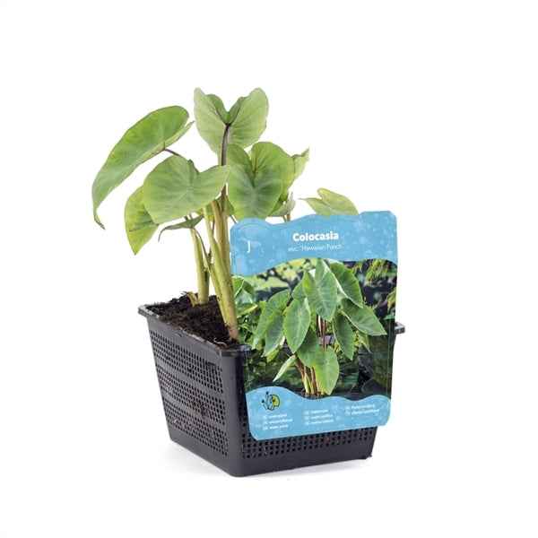 Colocasia Esculenta Hawaiian Punch 18x18