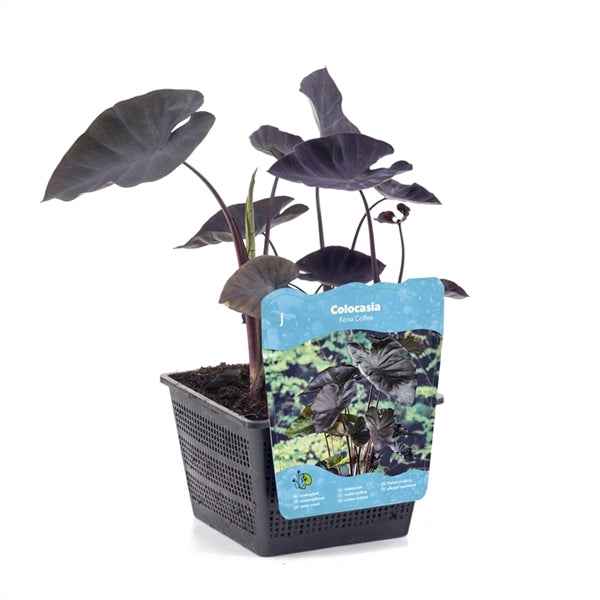 Colocasia Kona Coffee 18x18