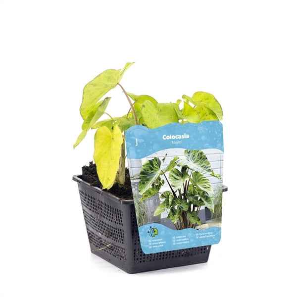 Colocasia Mojito 18x18