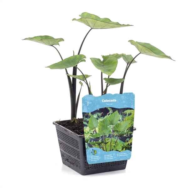 Colocasia Tea Cup 18x18