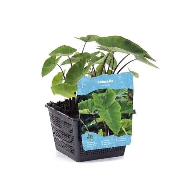 Colocasia Esculenta 18x18